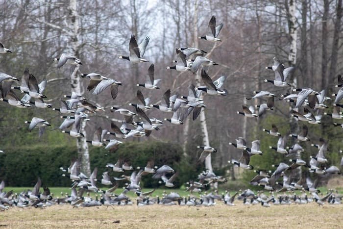 A Fifth of Migratory Species Face Extinction from Climate Change: Report