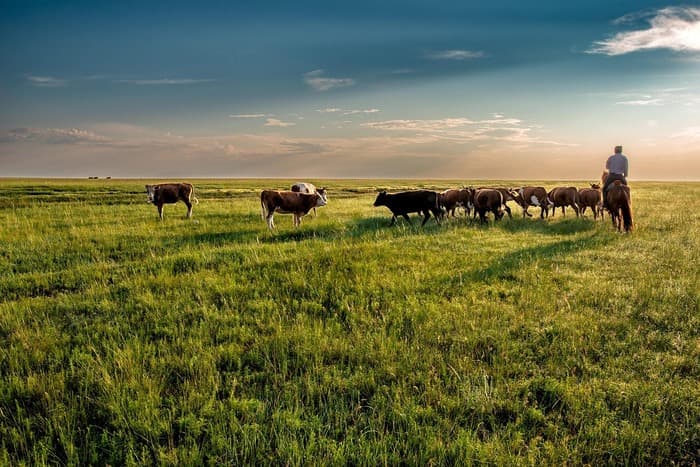About 50% of viable grazing land can be gone by 2100: Report