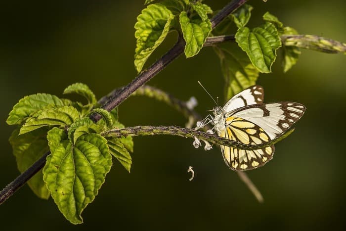 Indonesia’s Energy Transition Risks Overlooking Biodiversity Loss