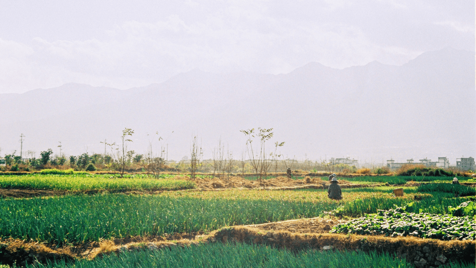 Rajasthan's Biochar Plants Show Promise Amid Mercury and Pathogen Risks: Report