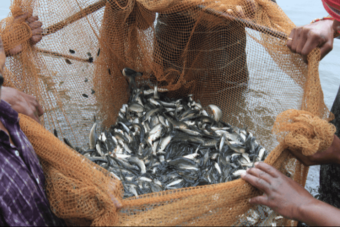 As fish numbers decline in Chennai, how can we consume seafood sustainably