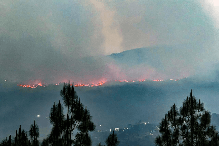 Is pine the real ‘villain’ in the Uttarakhand forest fire saga?