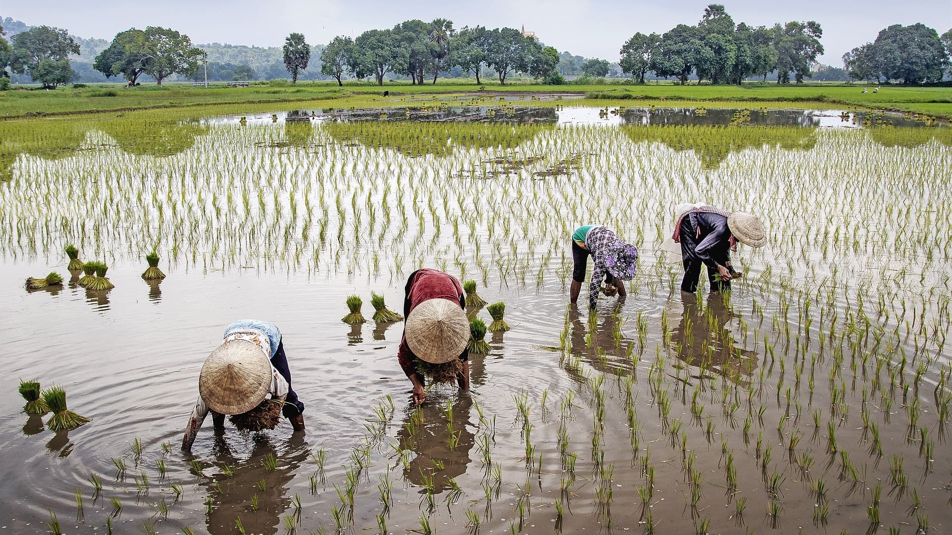Climate Shocks Increasing Risk of NPAs in Micro-Finance Sector: Report