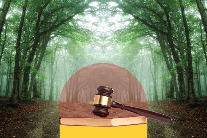 SC order to go by 1996 definition of forests a good move, but not ambitious enough: Experts