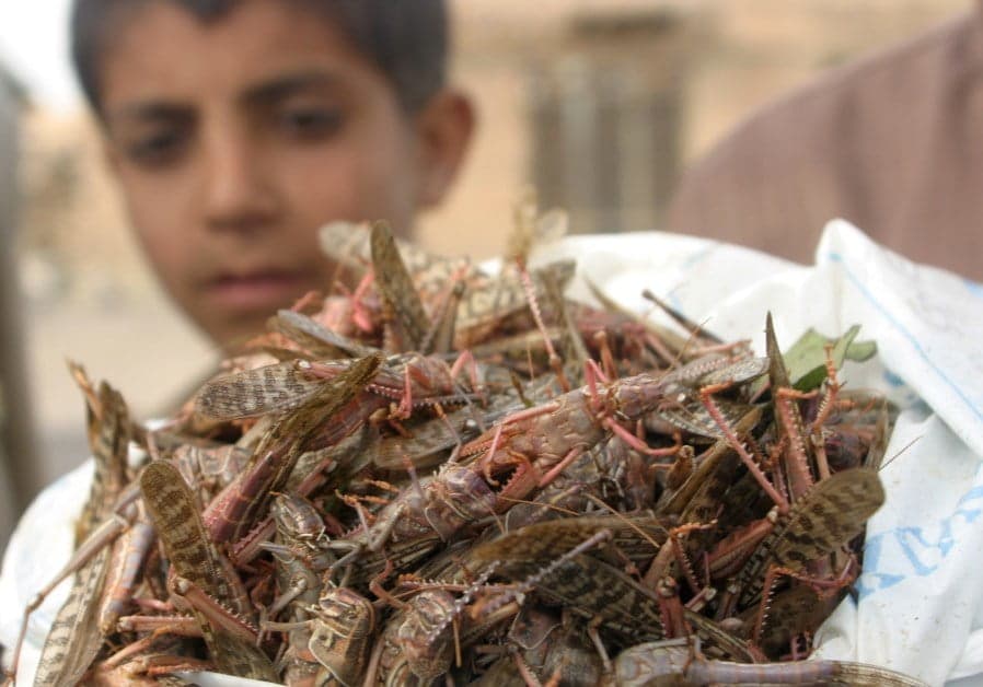 Locust mayhem threatening food security in East Africa