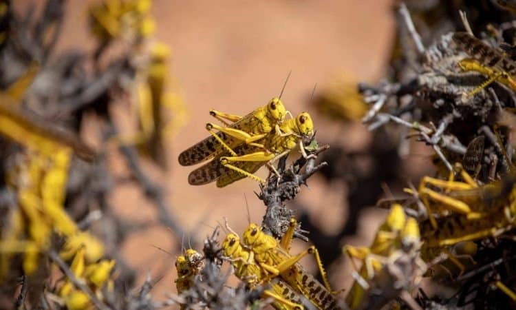 Chemical bombing for locusts: a cure worse than the disease?