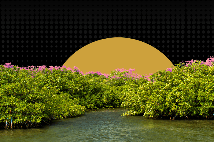 Beyond mass planting: How science-backed mangrove restoration can shield India’s coasts