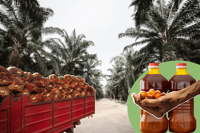 How India’s palm oil push is changing land relations in the North East