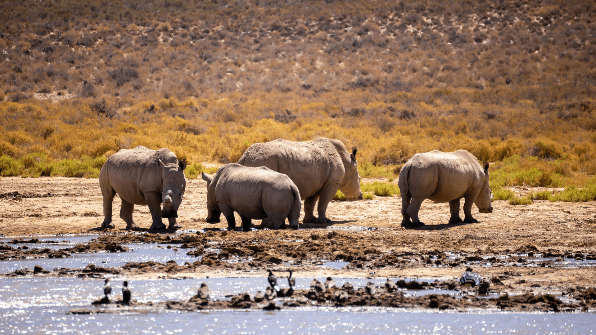 One-Third of Terrestrial Animals to be Impacted by 2085 Due to Extreme Heat: Study