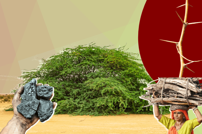 Kill or keep: A thorny invasive shrub is shaking up India’s ecosystem