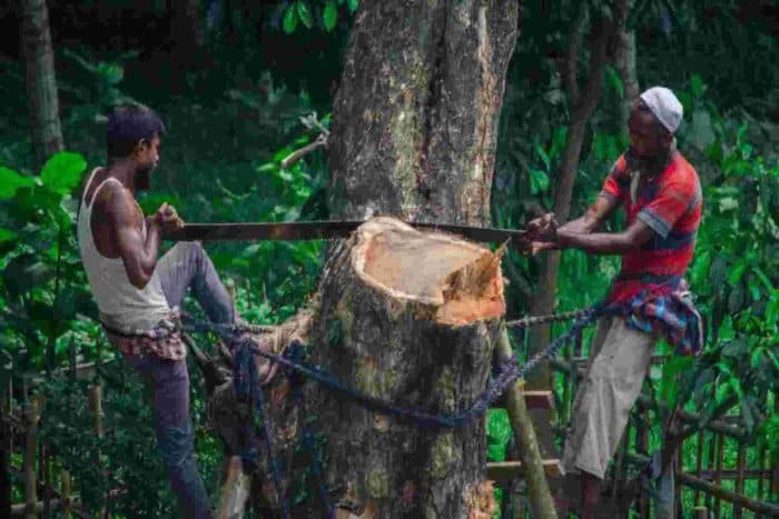Are India’s forests really growing? Look under the cover, say experts