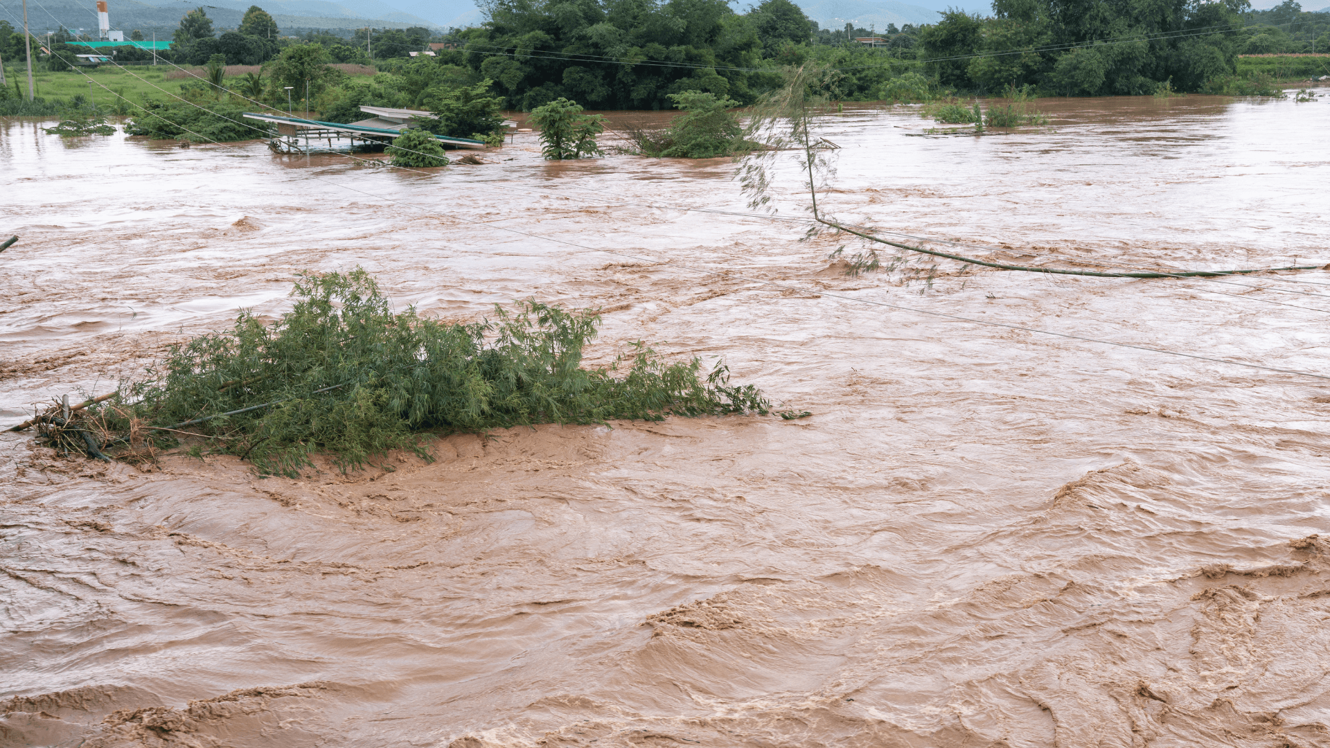 Rainfall Deficit in Half of India’s Districts: Kharif Sowing Crawls, Paddy, Oilseeds Decline Sharply